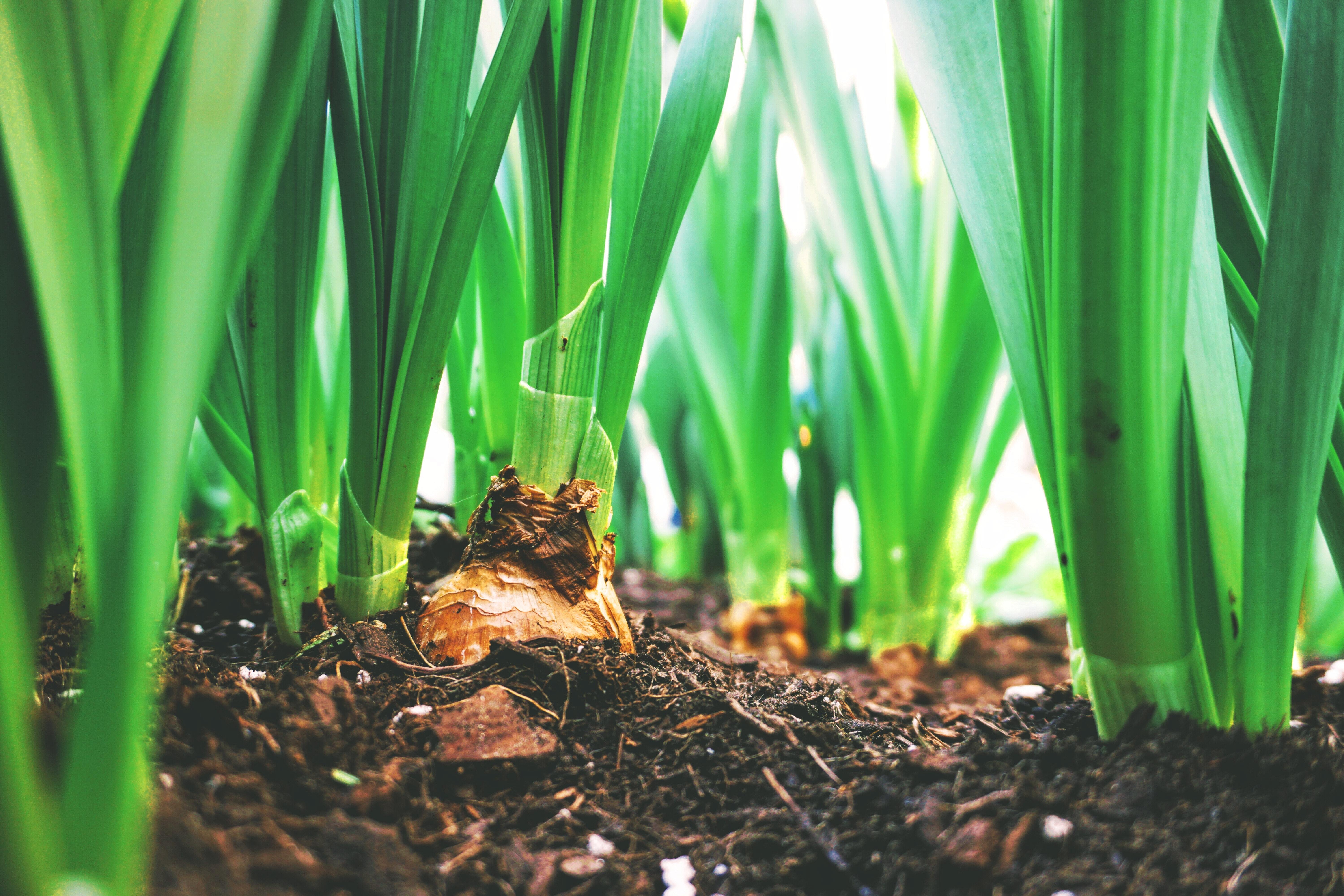 Urban Agriculture Workshop on Jan. 10