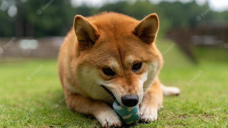 Sandoval County Announces a Akita Dog – Male Found 03/29/2023 at 3319 State Road 485 in Jemez in Gilman