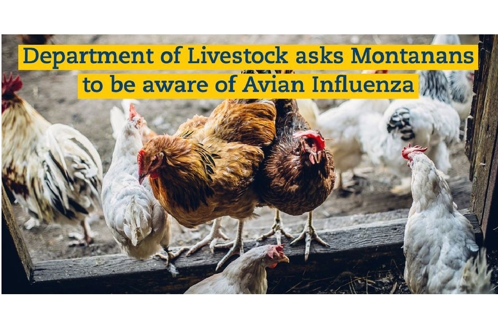 Department of Livestock Asks Montanas to Be Aware of Avian Influenza