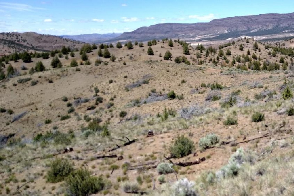 Study provides long-term look at ways to control wildfire in sagebrush steppe ecosystem
