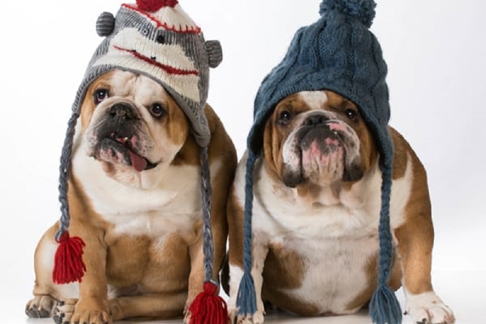 Bolles Hosting Holiday Camp in December