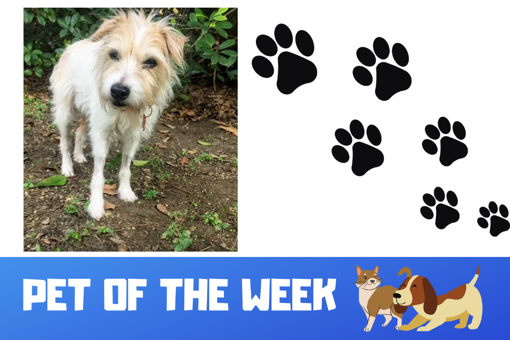 Pet of the Week: Belle