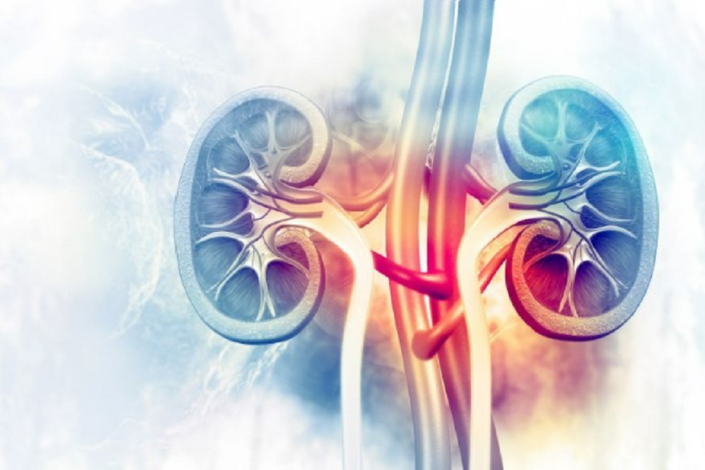 What is Renal Vascular Disease