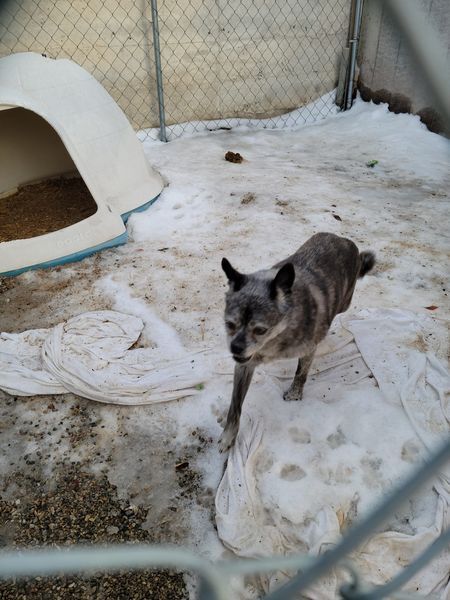 Small Dog Was Found on Hwy 287 Near the Silos