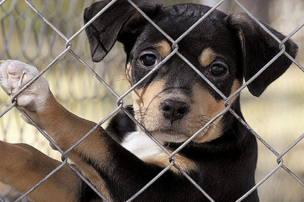 Lee County Domestic Animal Services invites you to add a new star player to your team