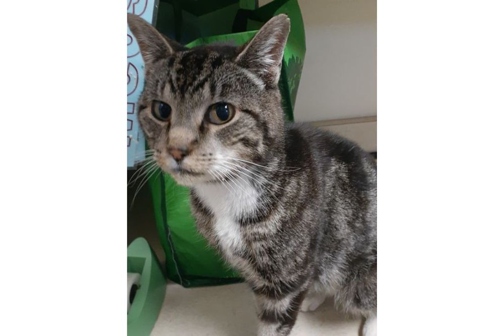 Please Help to Reunite These Pets With Their Owner Please Help to Reunite These Pets With Their Owner