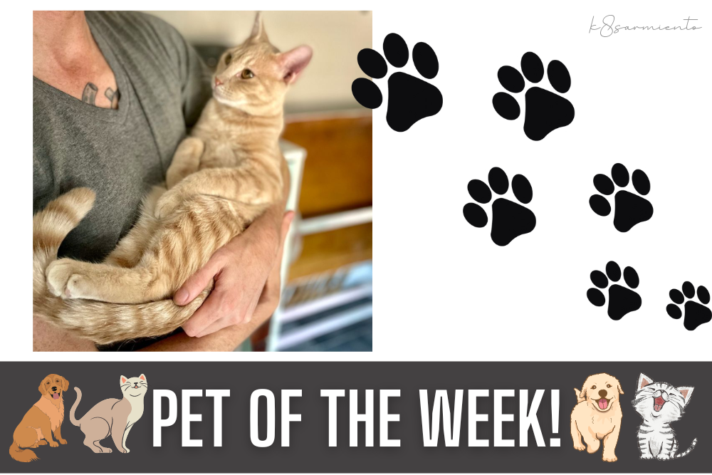 Pet of the Week: Dex