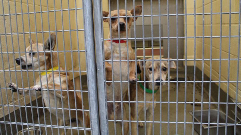 Valencia County hosts animal shelter adoption even on April 20, 2023