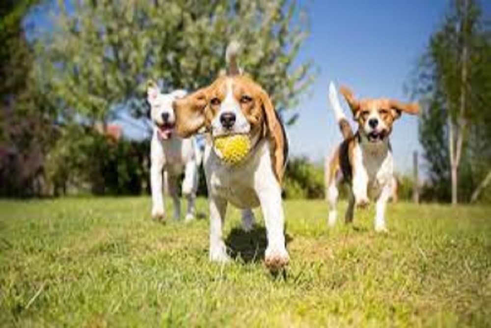 TOWN OF BENSON: Dog Park To Open This Evening TOWN OF BENSON: Dog Park To Open This Evening