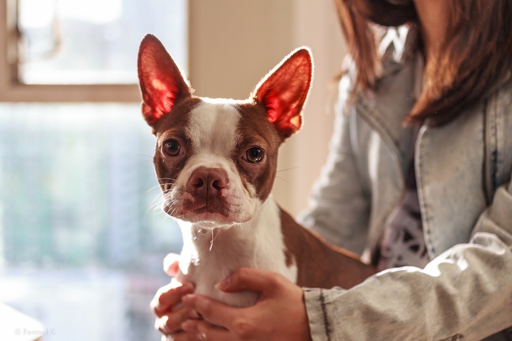 UPSON COUNTY: Upson County Animal Shelter’s hours of operation