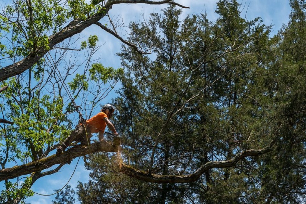 Hazardous Branches to Be Trimmed