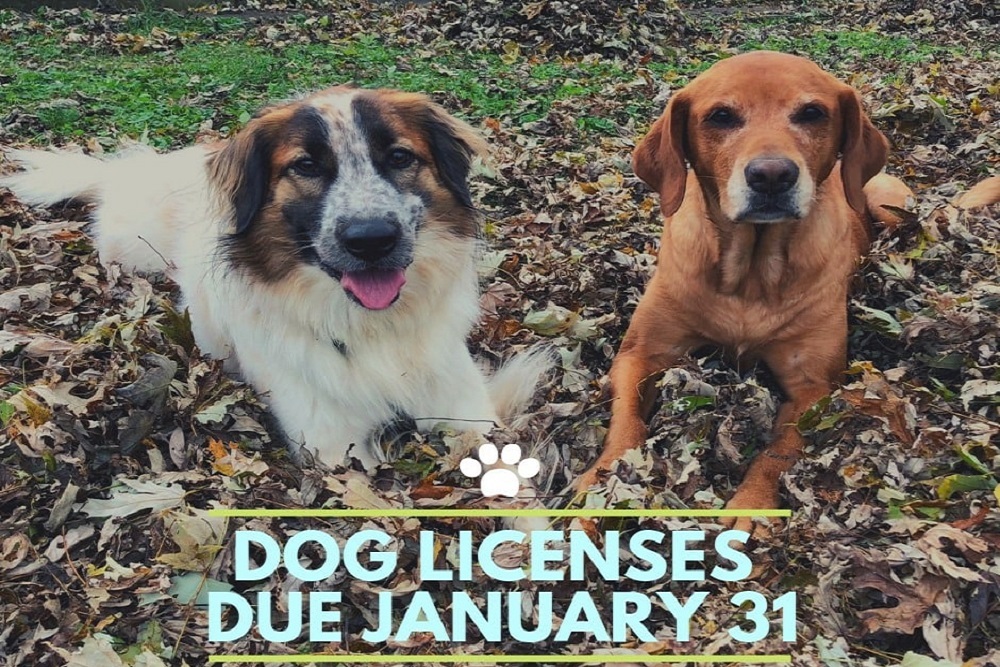 The City wants to reminds residents to purchase a license for their pups by January 31.