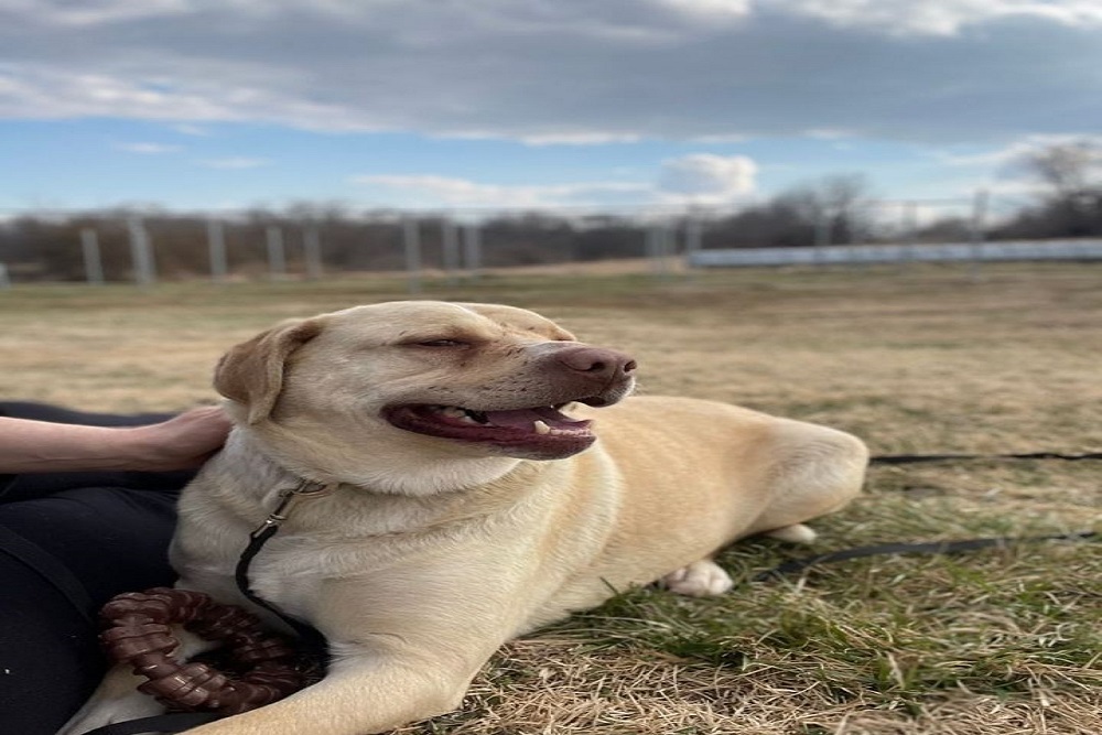 Henry County Health Center – Check Out HCHC Pet of the Month From the Windsor Pound