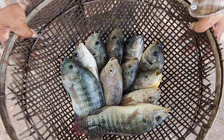 Aqua Capital acquires Brazilian tilapia producer GeneSeas. Aqua Capital acquires Brazilian tilapia producer GeneSeas.