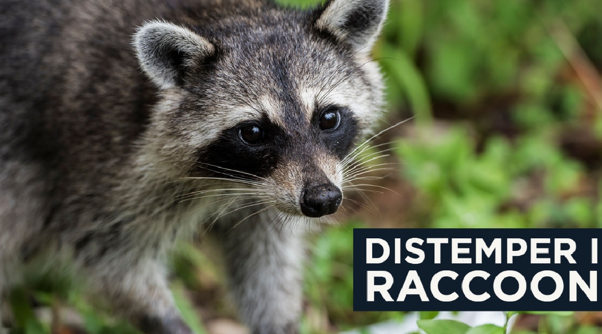 Raccoon Distemper Increase