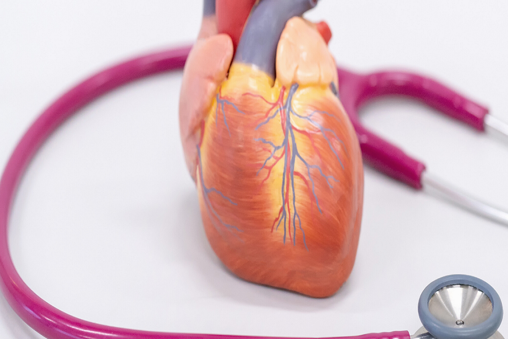 CU School of Medicine Research Defines the Role of HDAC6 in Regulating Heart Stiffness