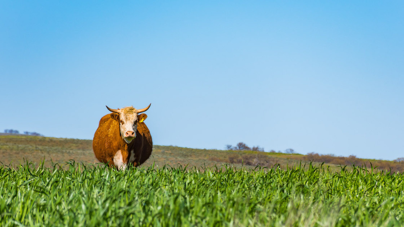 National Agriculture Day