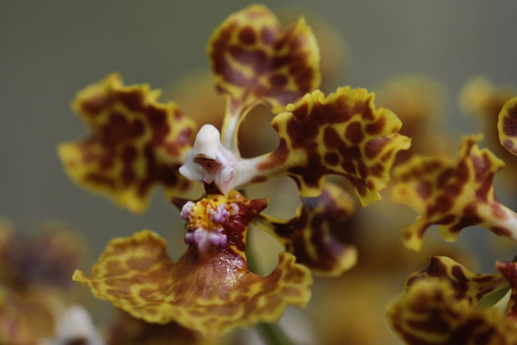 Saving Florida’s only population of rare, endangered orchid from extinction