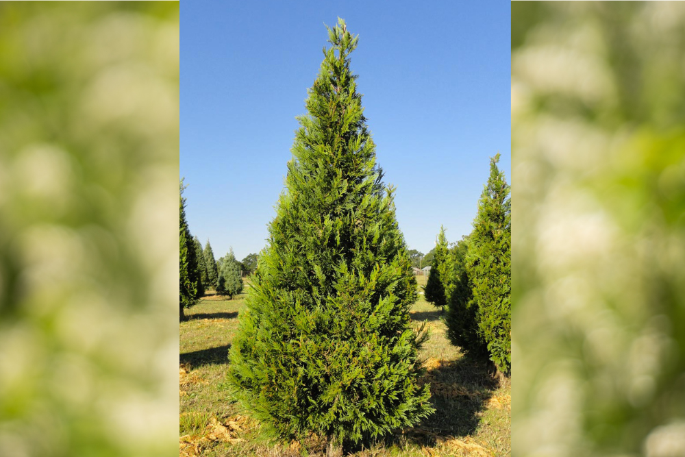Florida Native Christmas Trees