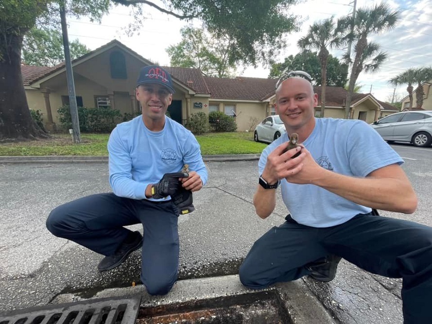 More rain = more ducklings down the drain.