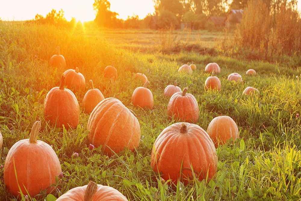 Innovative Cancer Surgery Gives Pumpkin Farmer New Lease on Life