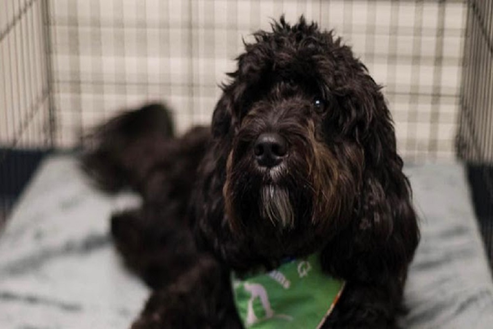 Ventura Police Department adopts first therapy comfort dog