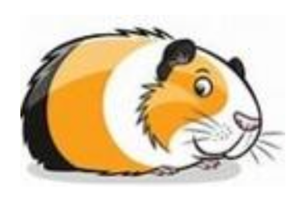 4-H Guinea Pig Olympics!