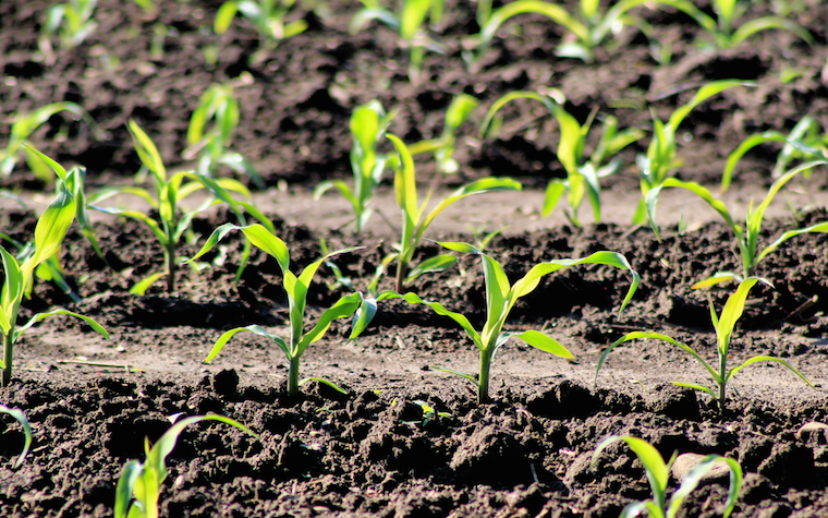 SGS certified to bring modified crop field studies to Argentina SGS certified to bring modified crop field studies to Argentina