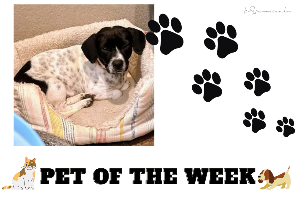 Pet of the Week: Puppers