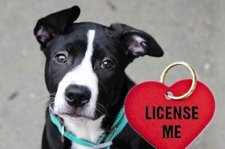 Annual Dog License DUE on Dec 31