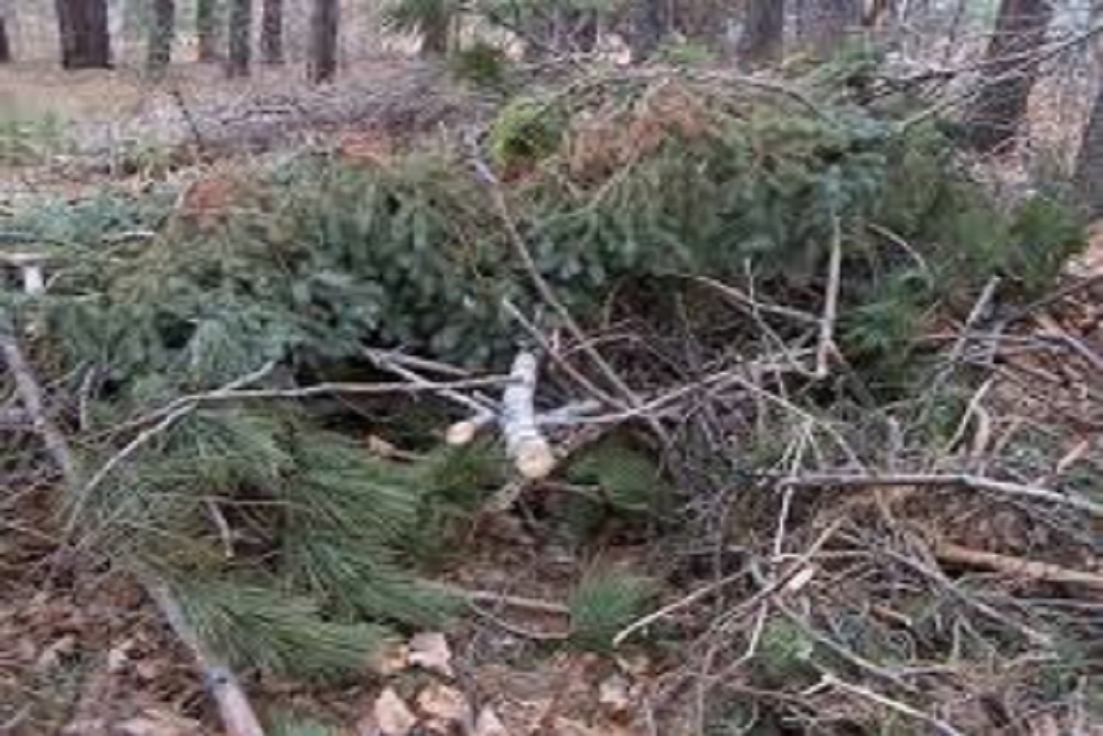 MITCHELL COUNTY CHAMBER OF COMMERCE: “Pick up Sticks” MITCHELL COUNTY CHAMBER OF COMMERCE: “Pick up Sticks”