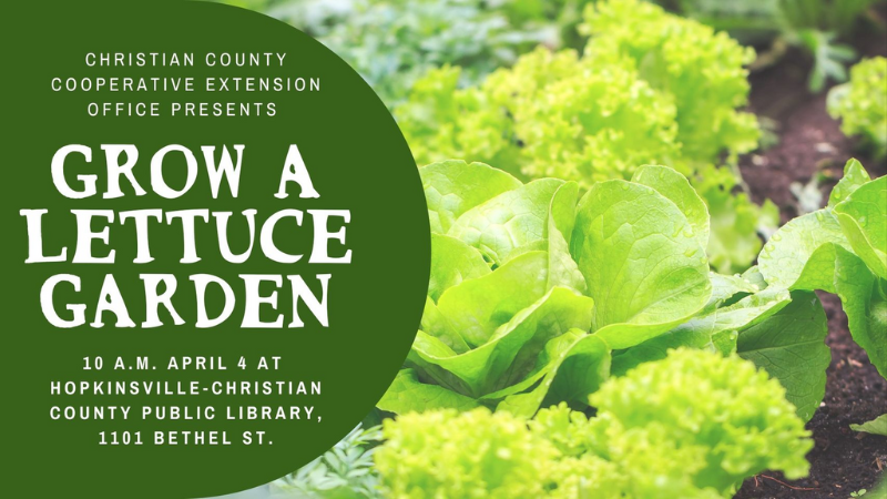Grow a Lettuce Garden