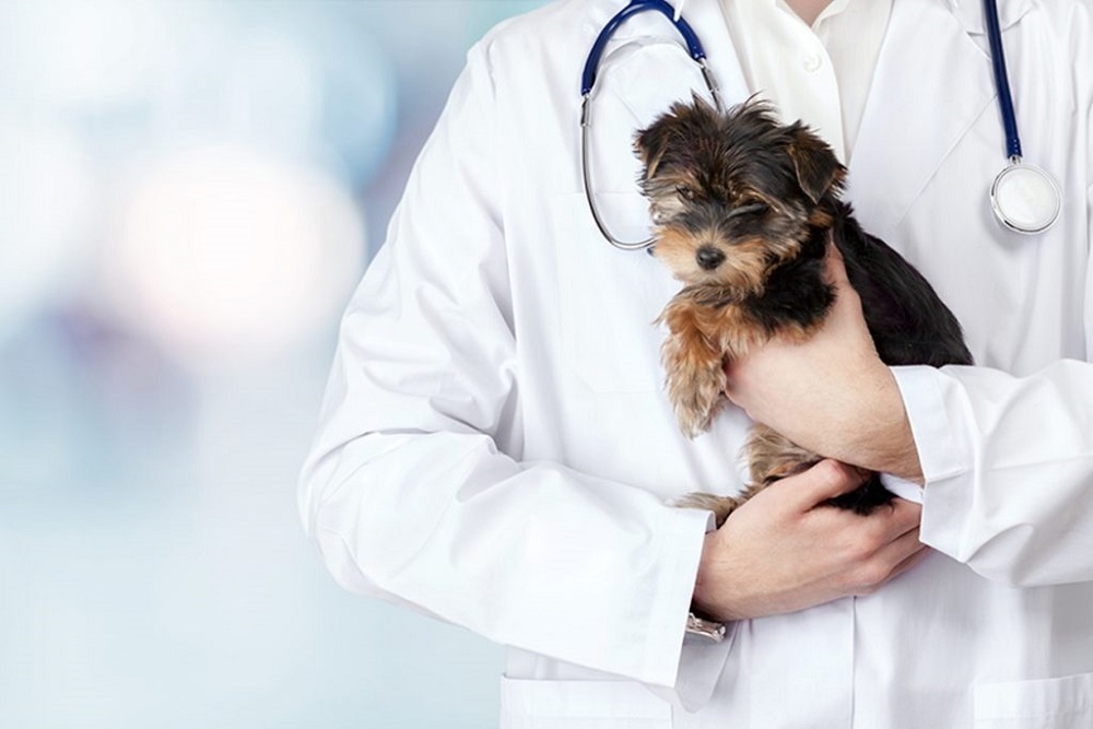 COUNTY OF CLEVELAND: Announces New Veterinarian
