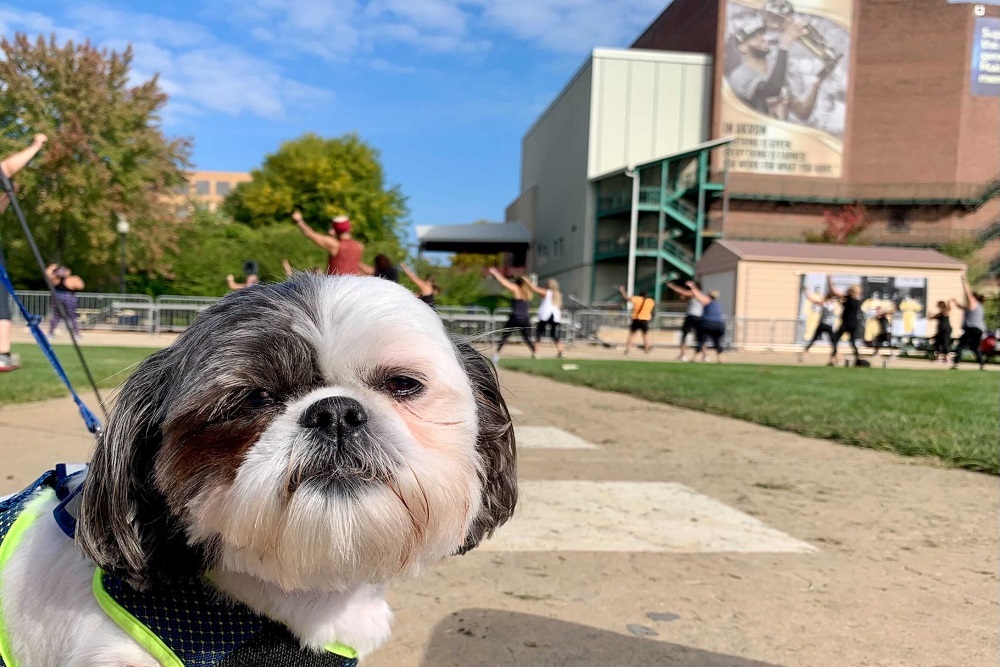 Bane the Dog Reunited with Owner