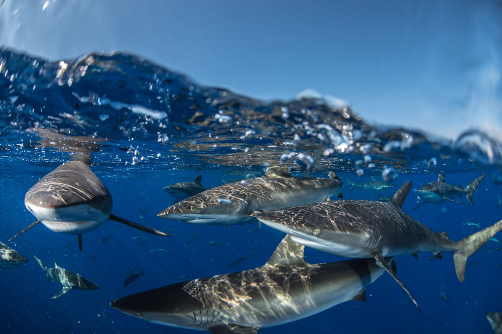 NSU Research Scientist and Shark Expert Co-Leading International Study of Silky Sharks