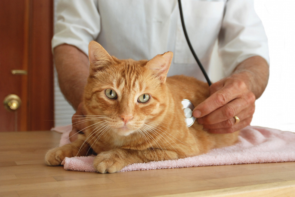 Free Vet Care Dogs and Cats Free Vet Care Dogs and Cats