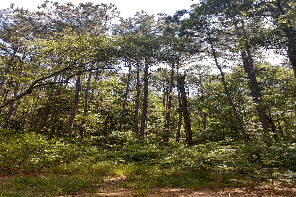 Beaufort County: Habitat Restoration Projects Begin in Beaufort County