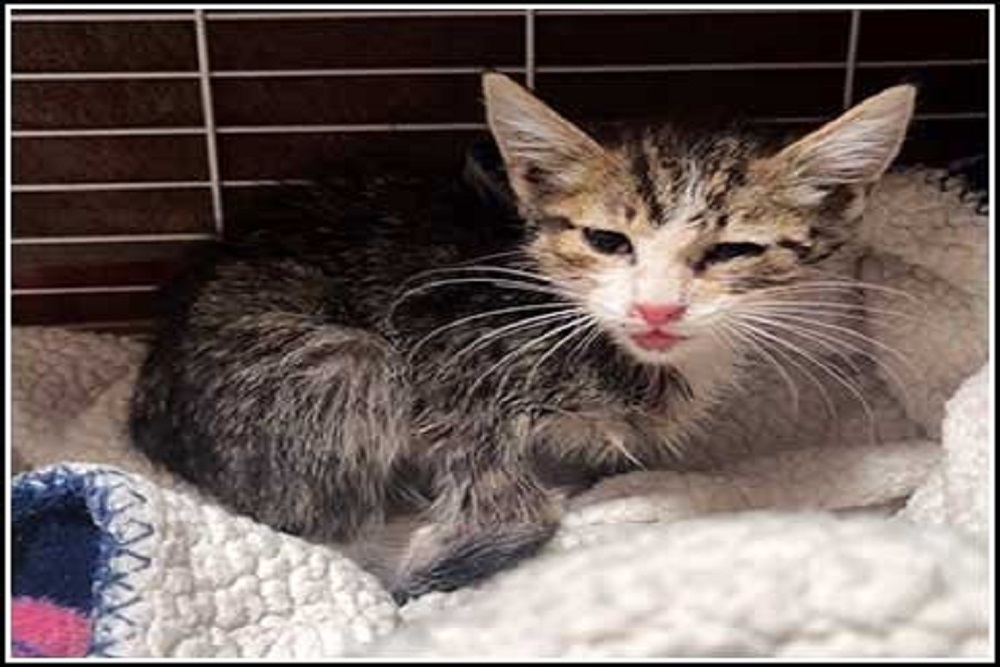 Domestic Short-Haired Kitten