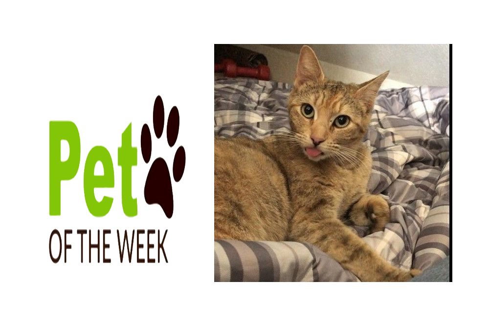 Pet of the Week: Muffin