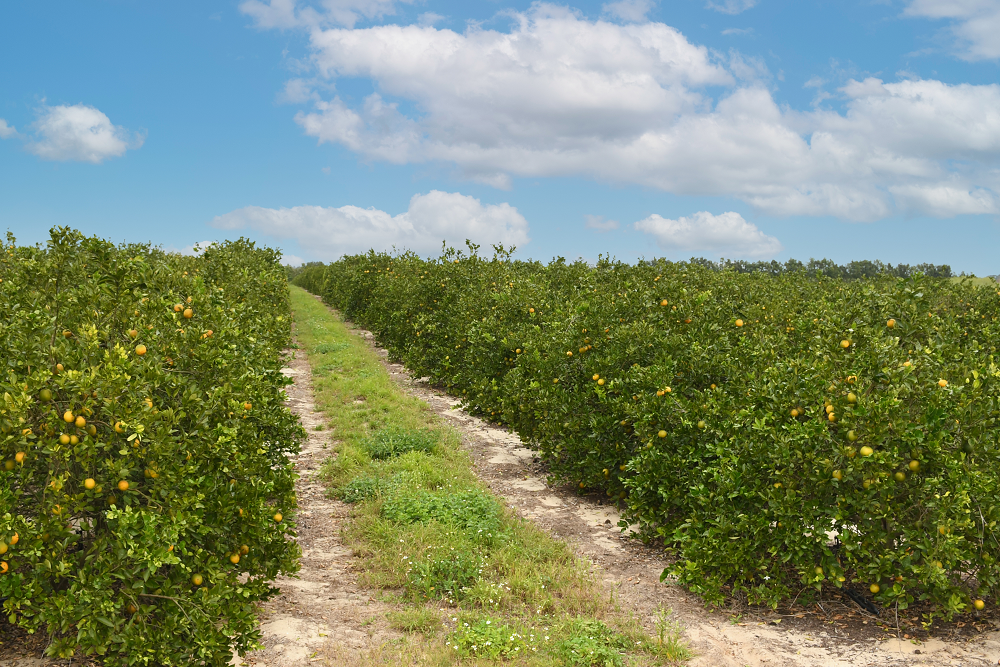 Using AI, UF startup companies boost ailing citrus industry