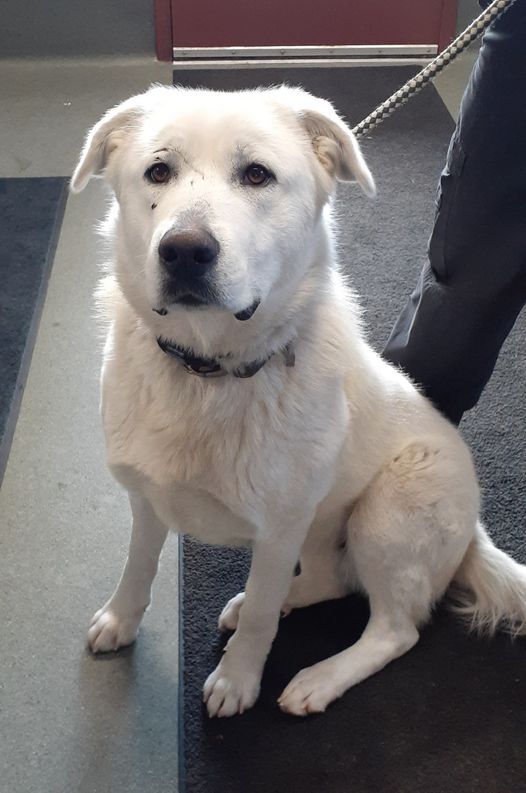 Help Reunite These Pets With Their Owner