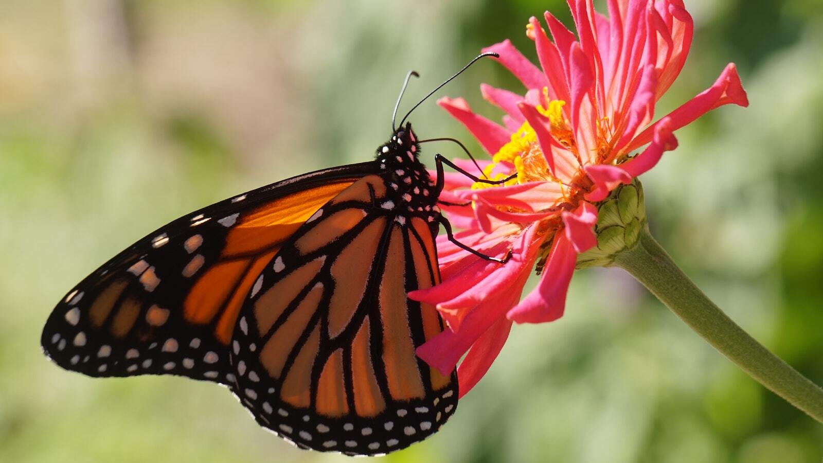 Knightdale mayor to students: ‘It’s so important for you to know that you can make a change’