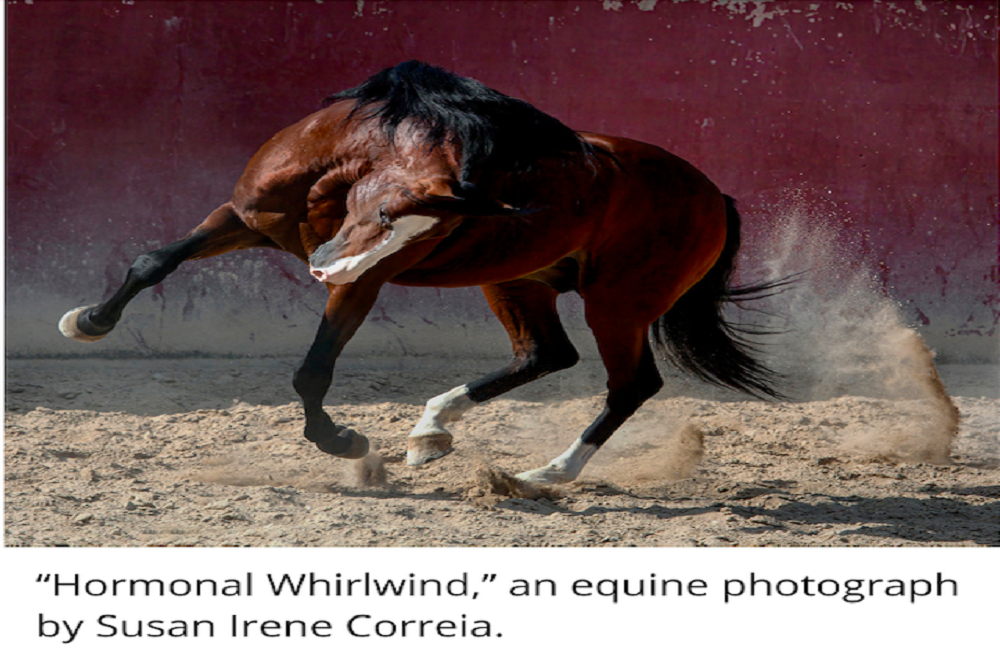 The Chamber Collaborative of Greater Portsmouth: Power-The equine photography of Susan Irene Correia at Levy Gallery; reception April 1