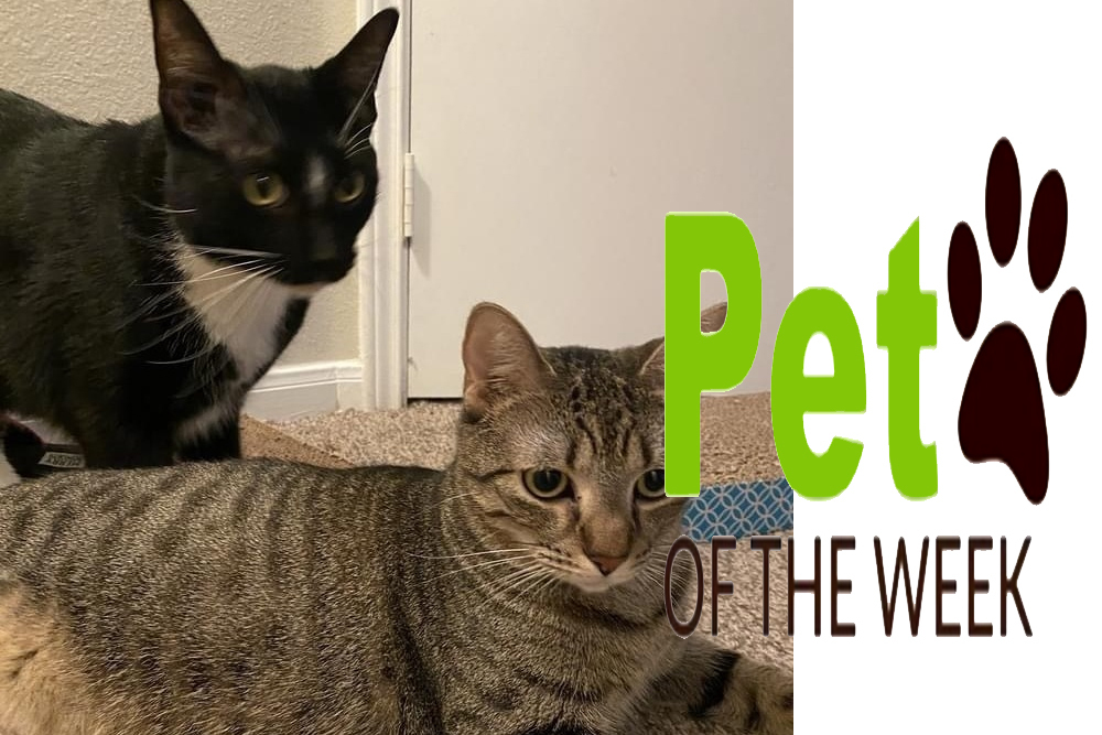 Pet of the Week: Toast and Rowan (bonded pair)