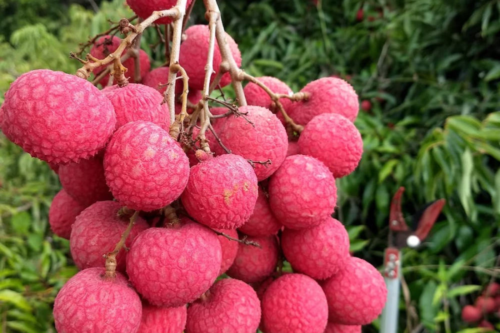 Lychee Garden | June 23rd, 2022