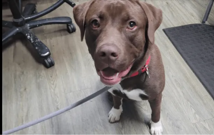 Greater Summerville/Dorchester County Chamber of Commerce: Dorchester Paws Took in 3,841 Animals in 2021