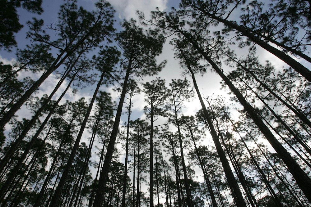 Land purchase to expand Palm Bluff Preserve