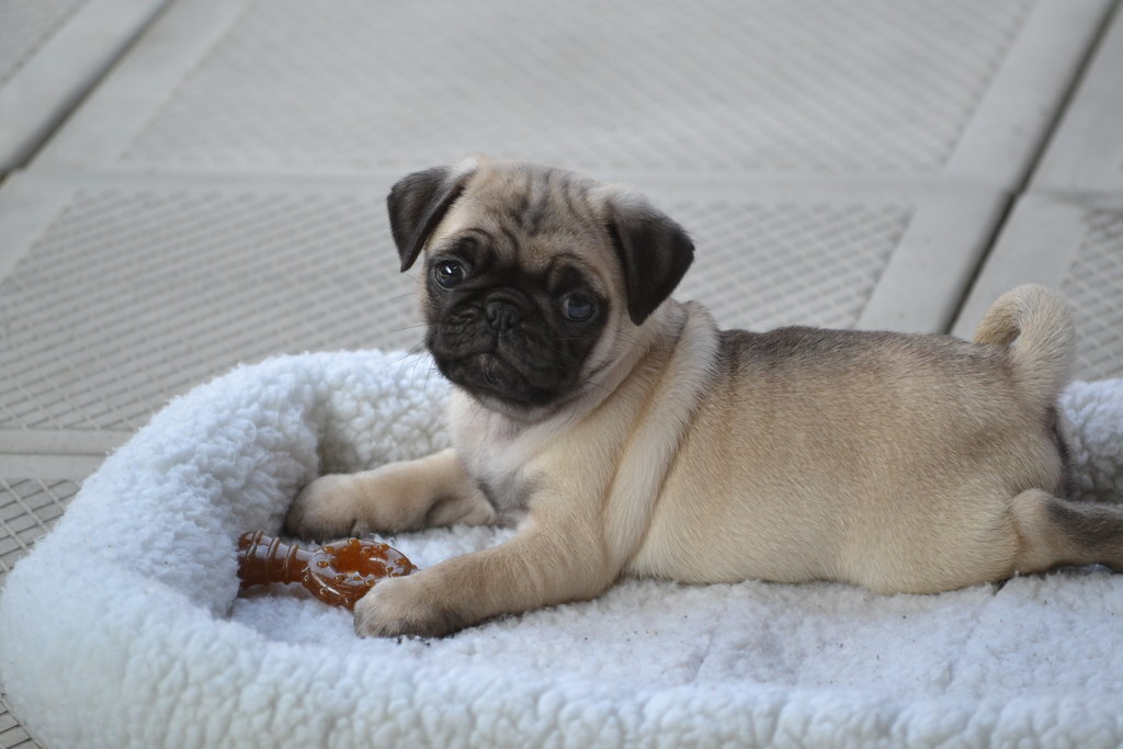 The Pug Ranch Rescue and NM Boston Terrier Rescue