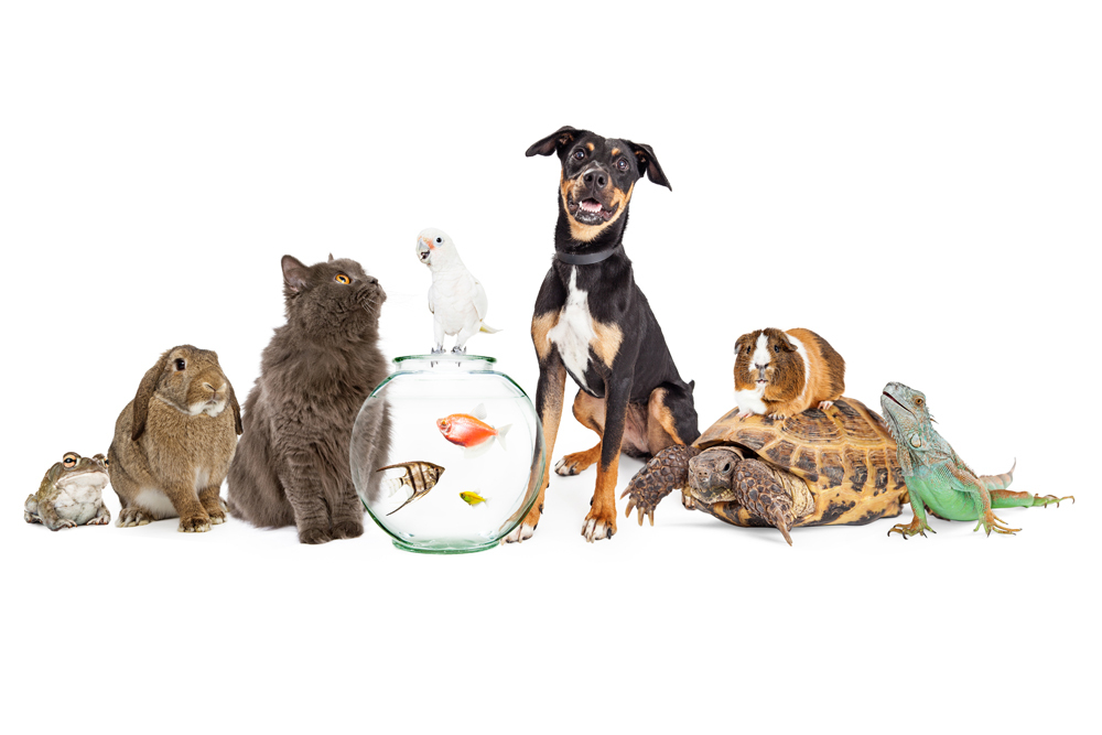 COUNTY OF STREARNS: It’s always imperative to clean up after our pets, but with the snow melt it’s particularly important