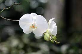 Service Announces Availability of Final Recovery Plan for White Fringeless Orchid